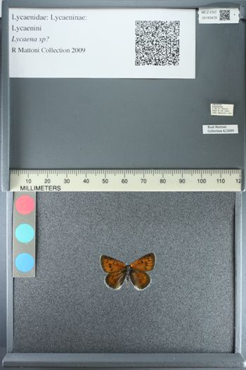 Media type: image;   Entomology 183478